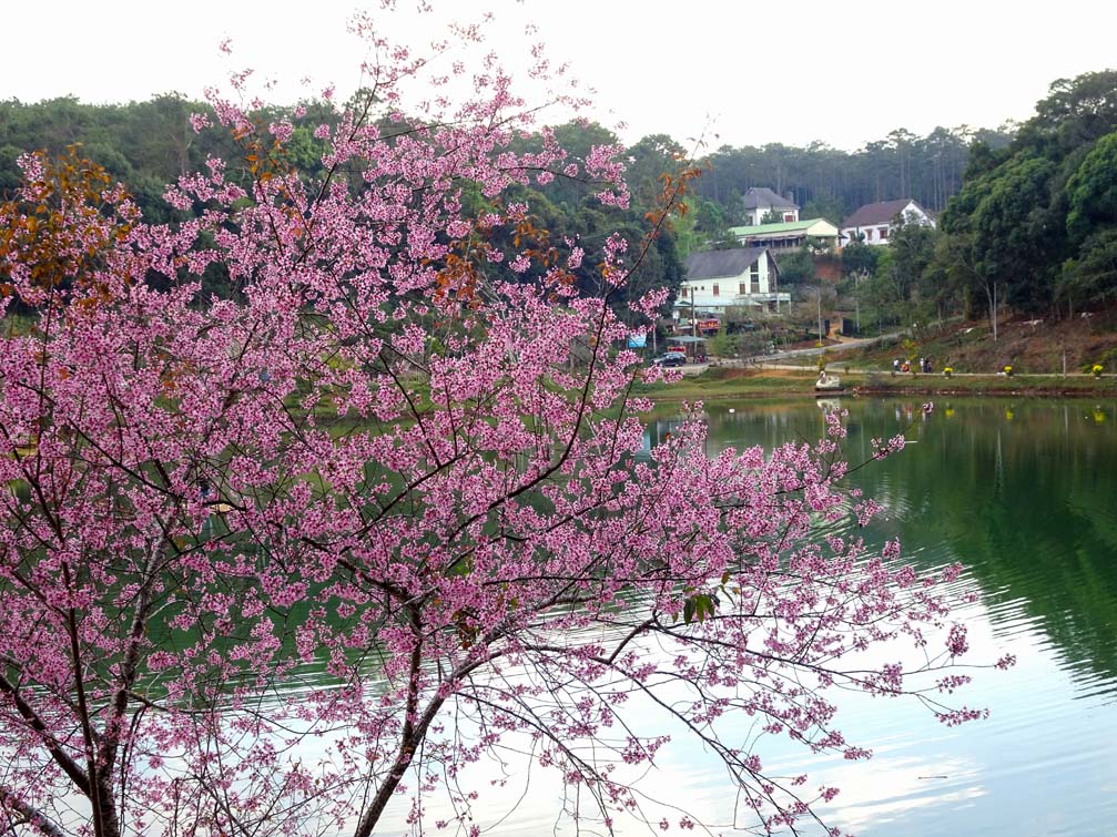 Hình ảnh hoa anh đào và khu biệt thự nhà đất măng đen Kon Tum