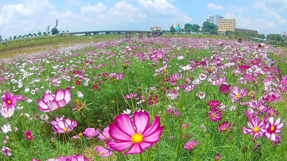 Hình ảnh hoa cỏ màu hồng đẹp Kon Tum