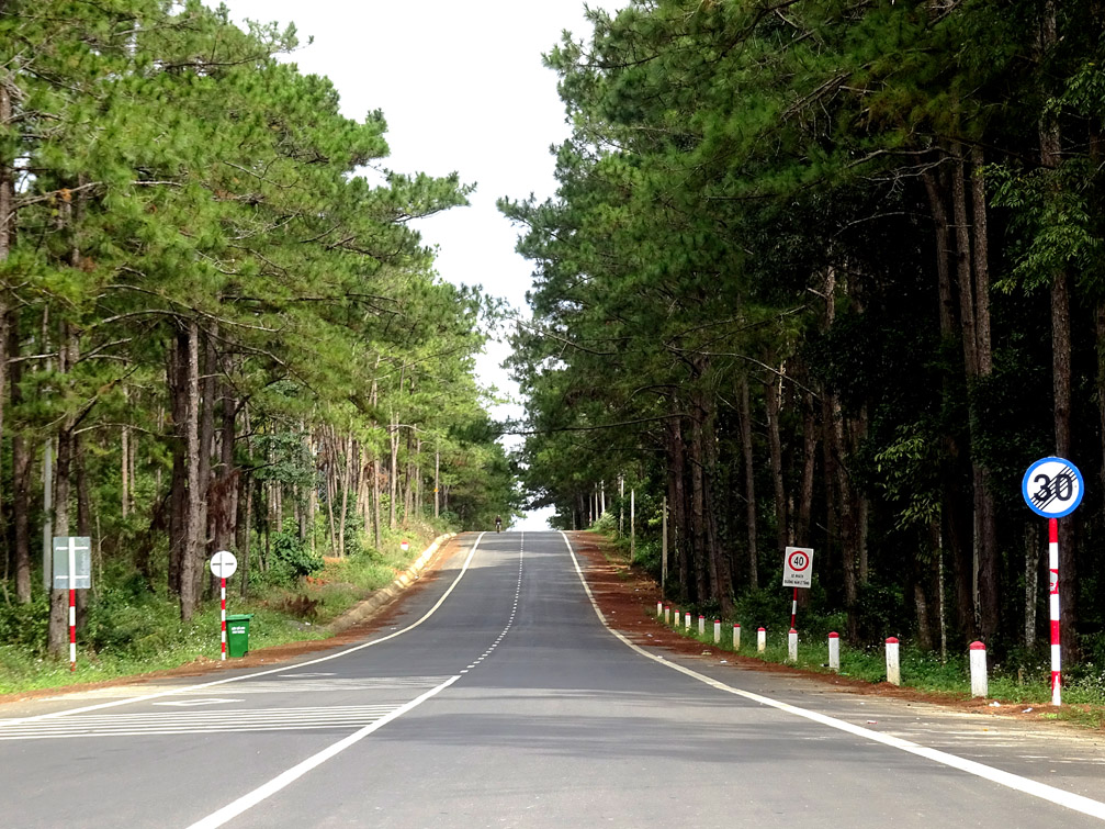 Hình ảnh phong cảnh cánh rừng thông địa điểm khu du lịch sinh thái Măng Đen Kon Tum
