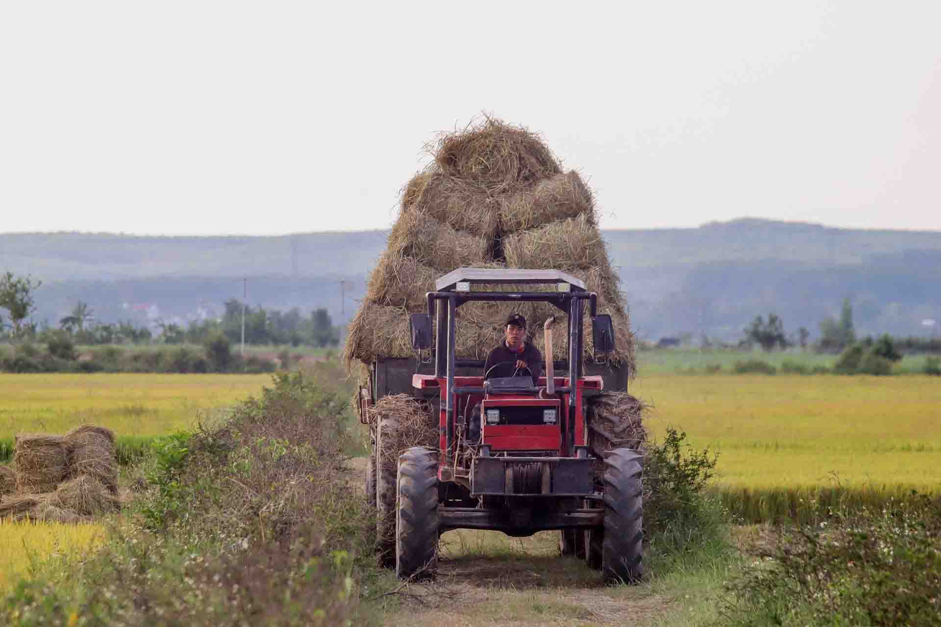 Cánh đồng lúa Kon Tum vào mùa gặt