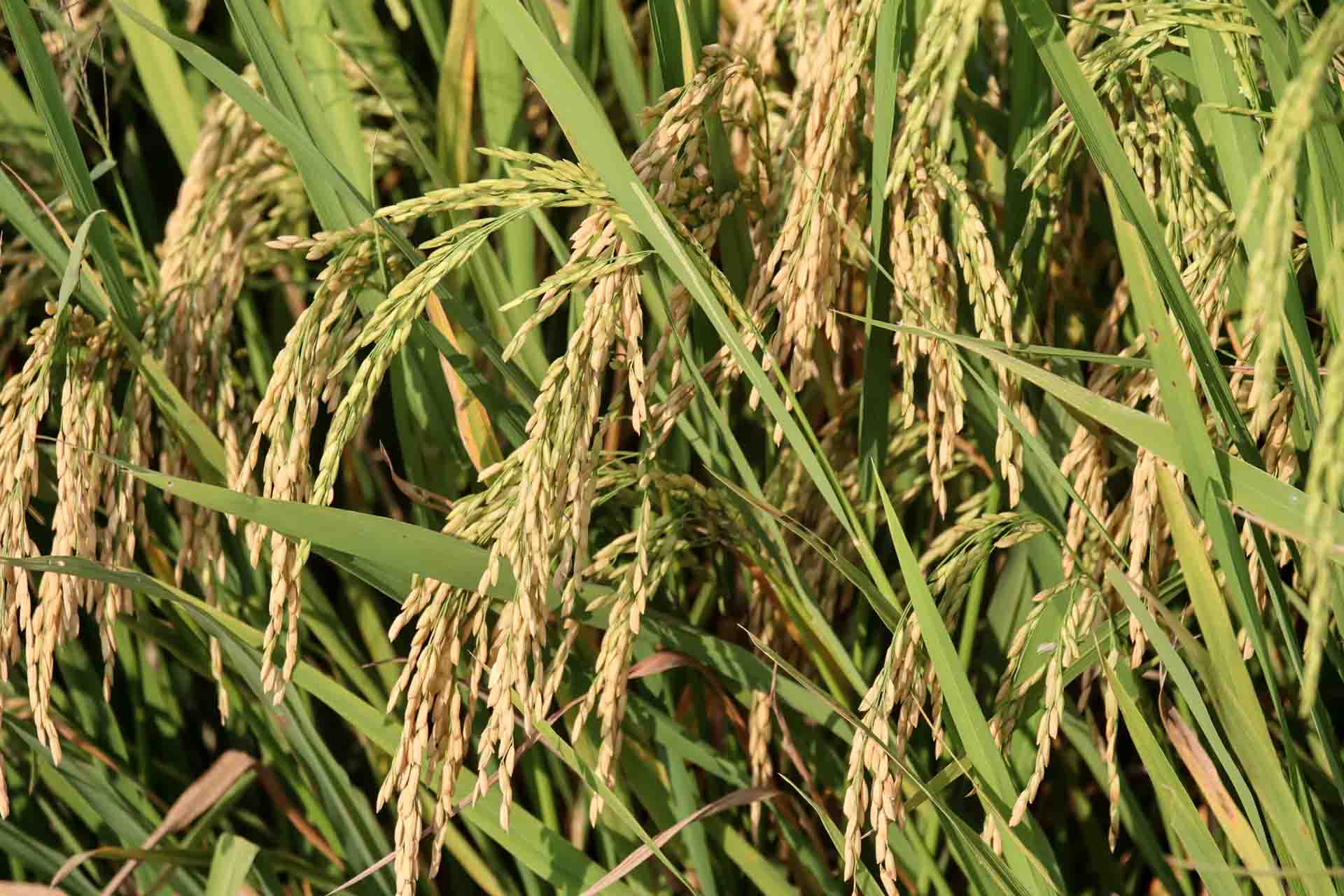Cánh đồng lúa Kon Tum vào mùa gặt
