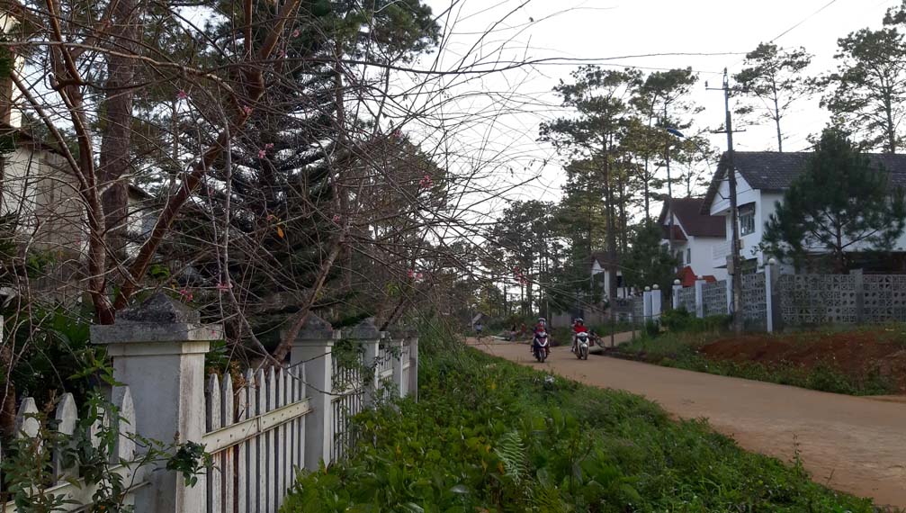 Hoa anh đào tại khu biệt thự thị trấn Măng Đen, Huyện Kon Plong, Kon Tum