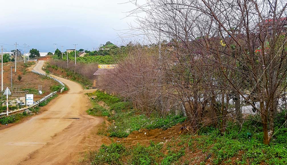 Hoa anh đào tại điểm du lịch Ê BAN FARM thị trấn Măng Đen, Huyện Kon Plong, Kon Tum