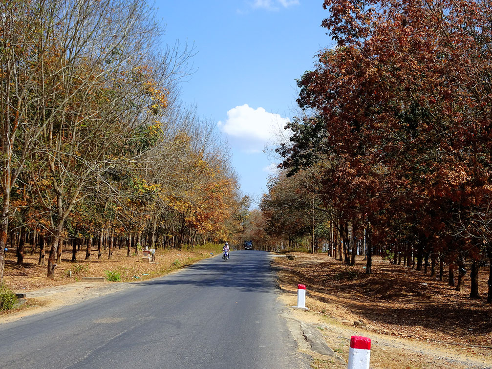 Hình ảnh rừng cao su QL 24 đường đi huyện Sa Thầy tỉnh Kon Tum