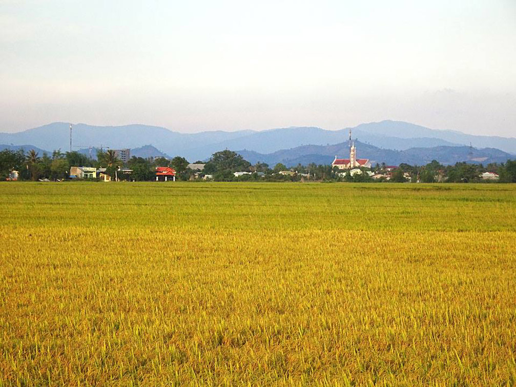 Hình ảnh cánh đồng lúa bên giáo xứ nhà thờ Phương Hòa Kon Tum
