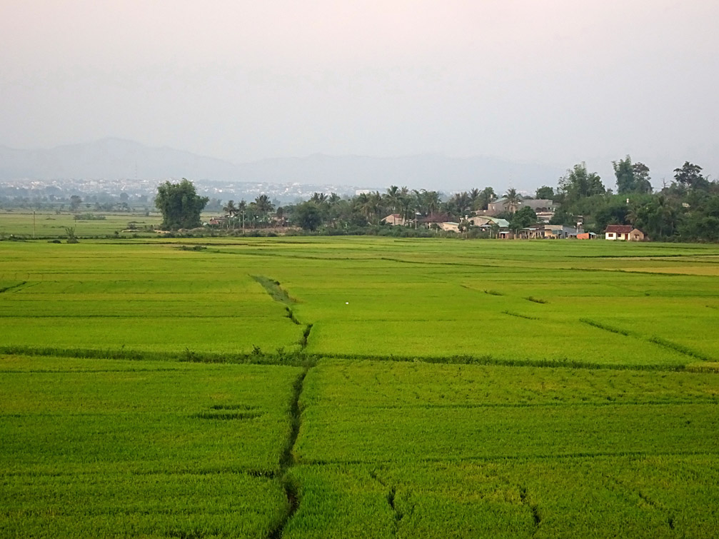 Hình ảnh cánh đồng lúa vàng Kon Tum Tây Nguyên Việt Nam