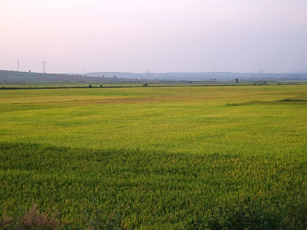 Hình ảnh cánh đồng lúa chín vàng Tây Nguyên Miền trung