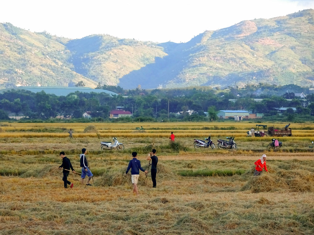 Hình ảnh cảnh thanh bình cánh đồng lúa sau núi đồi ở làng quê Kon Tum Việt nam