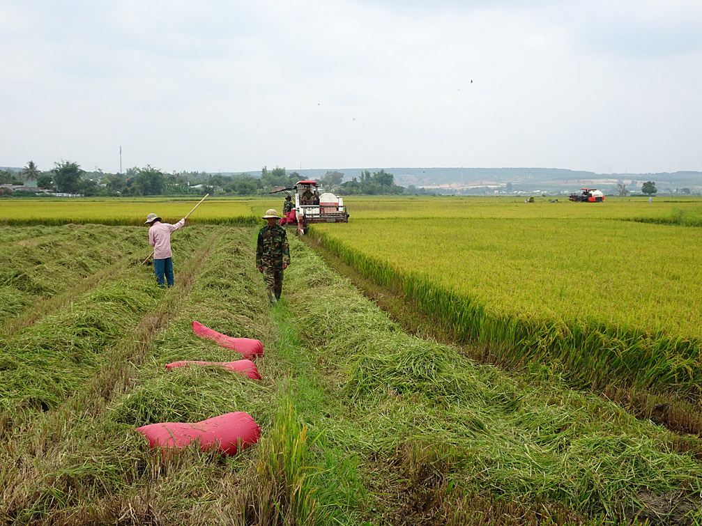 Hình ảnh mùa thu hoạch lúa làng quê Kon Tum Việt Nam