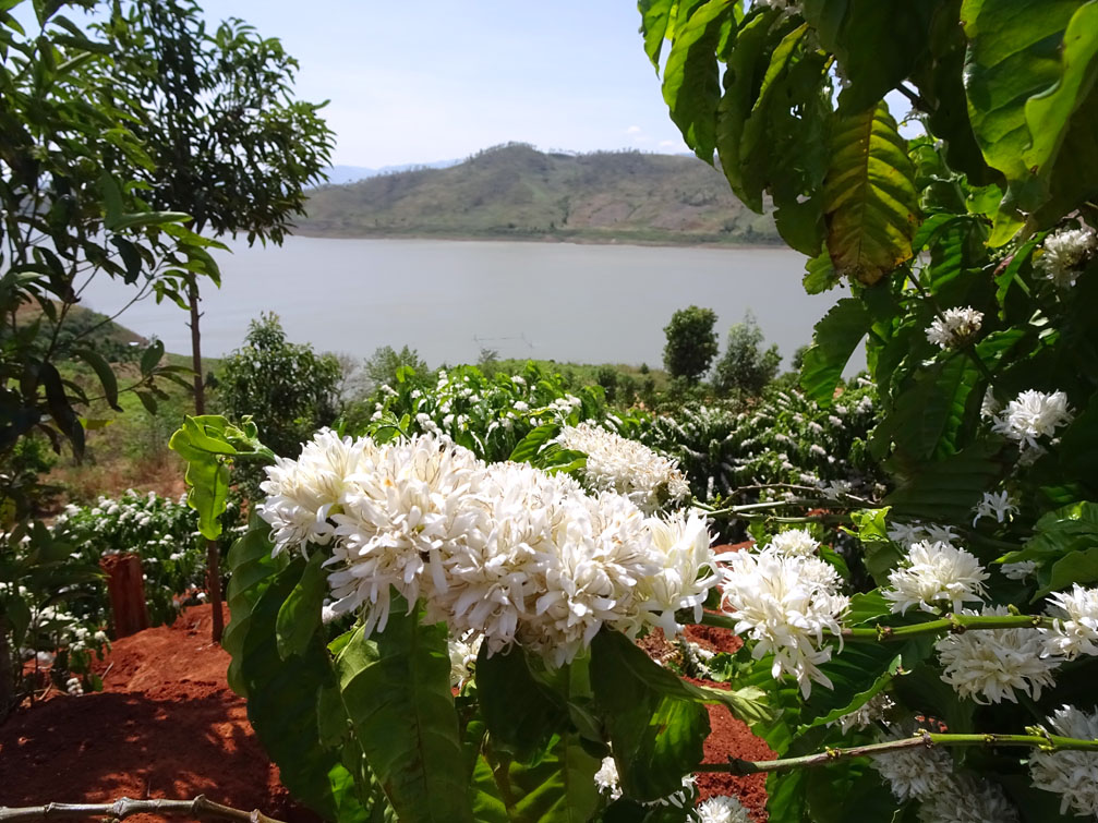 Hình ảnh hoa cà phê nở Tây Nguyên Kon Tum