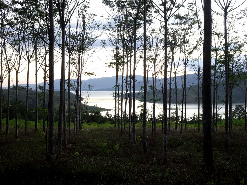 Hình ảnh rừng thông đập thủy điện Yaly Kon Tum