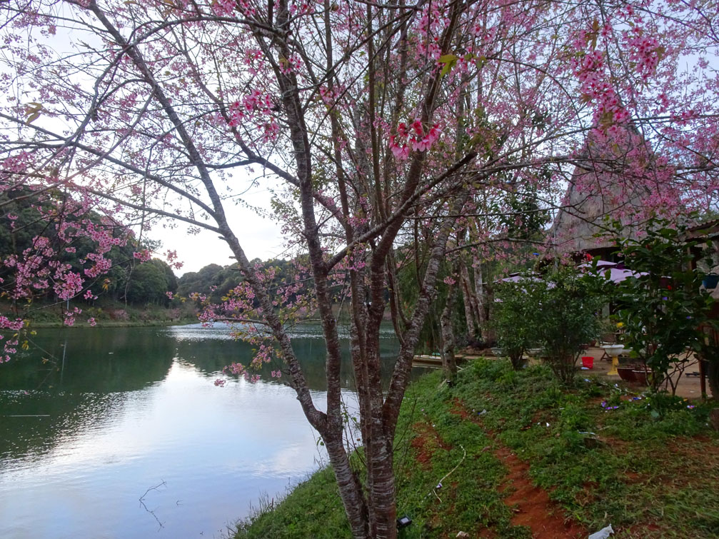 Không cần đến với xứ sở Nhật Bản, ngay tại quần thể khu du lịch Măng Đen, hàng trăm gốc hoa mai anh đào vẫn đang khoe thắm, thu hút hàng trăm bạn trẻ từ khắp nơi đổ về