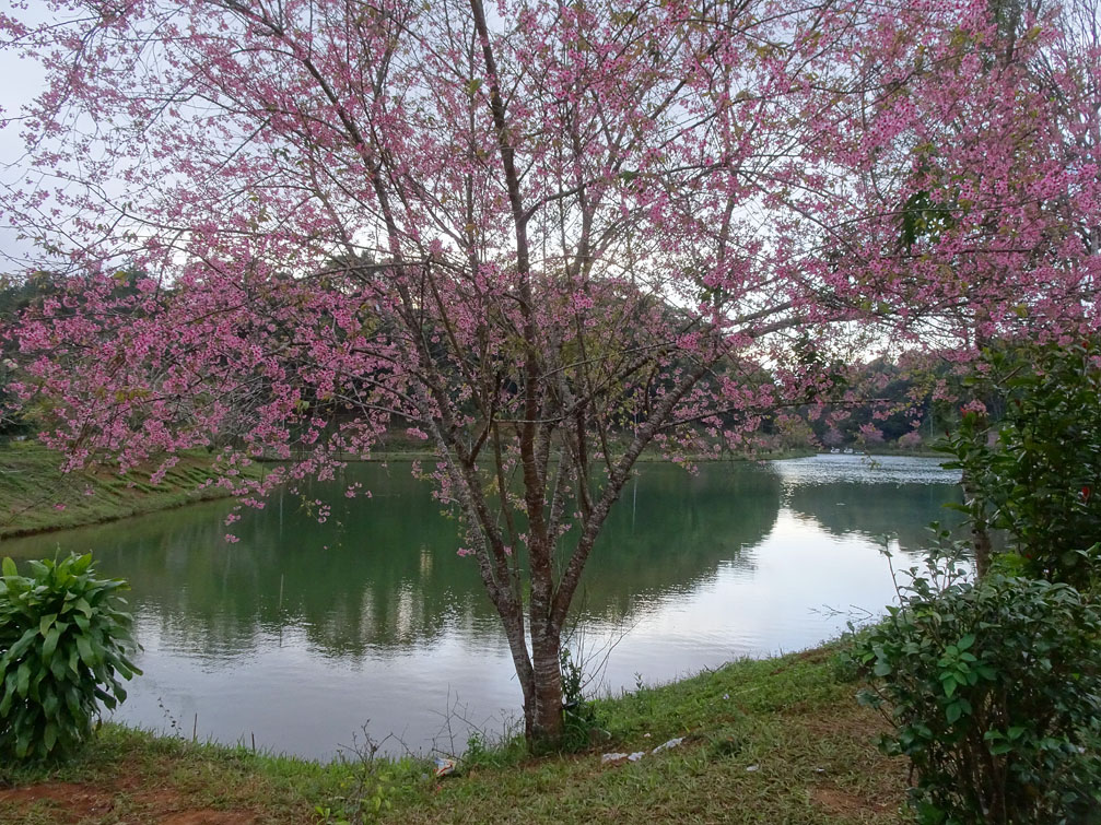 Màu hồng của hoa mai anh đào đan xen những cây xanh bên hồ tạo nên một bức tranh sinh động