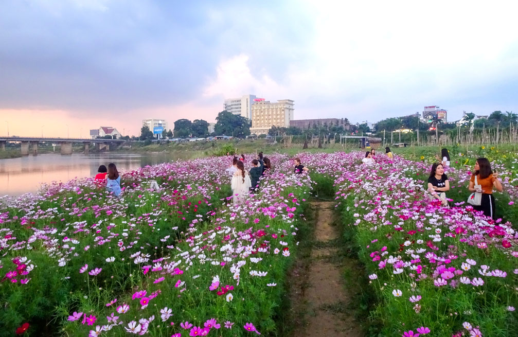 Vườn hoa màu hồng đẹp như cổ tích ở bờ sông Đăk Bla Kon Tum. Khu vực cầu dakbla và khách sạn Indochine
