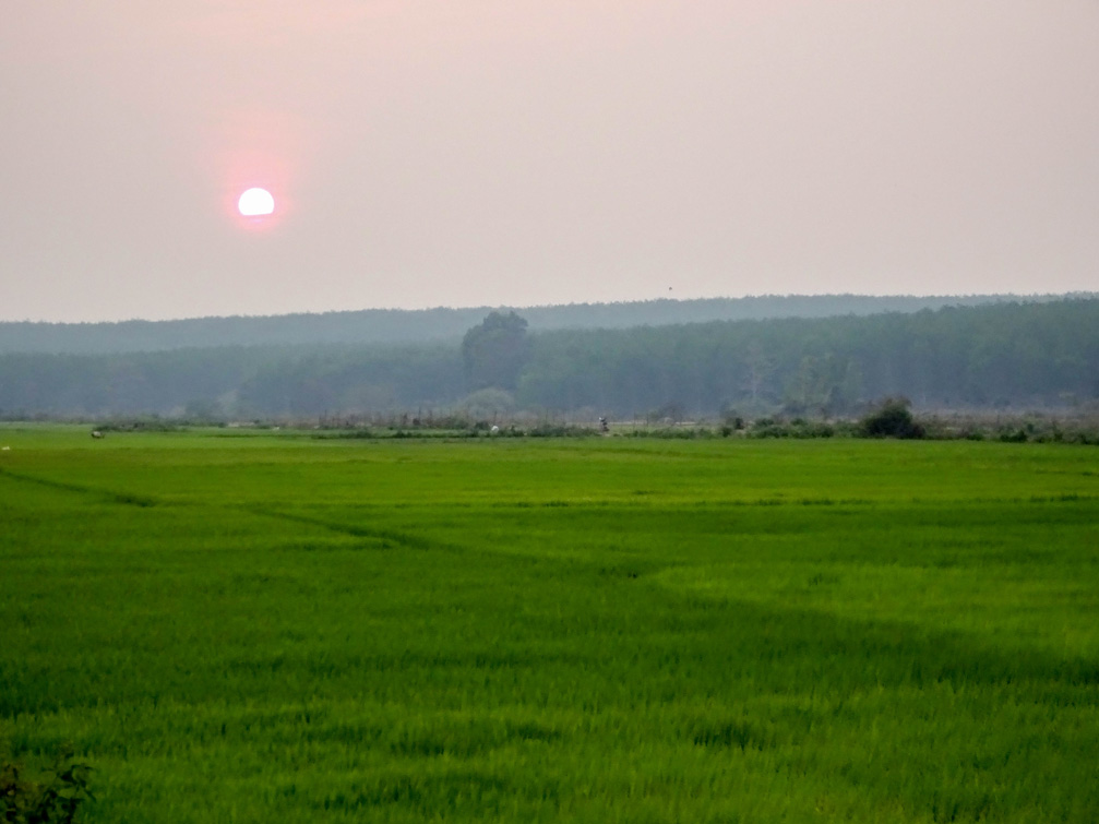Cảnh đẹp hoàng hôn cánh đồng lúa Việt Nam