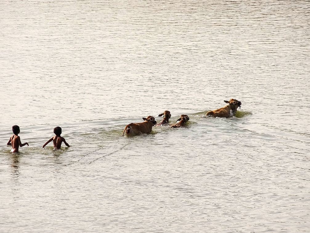 Trẻ trâu lùa bò qua sông Đắk Bla