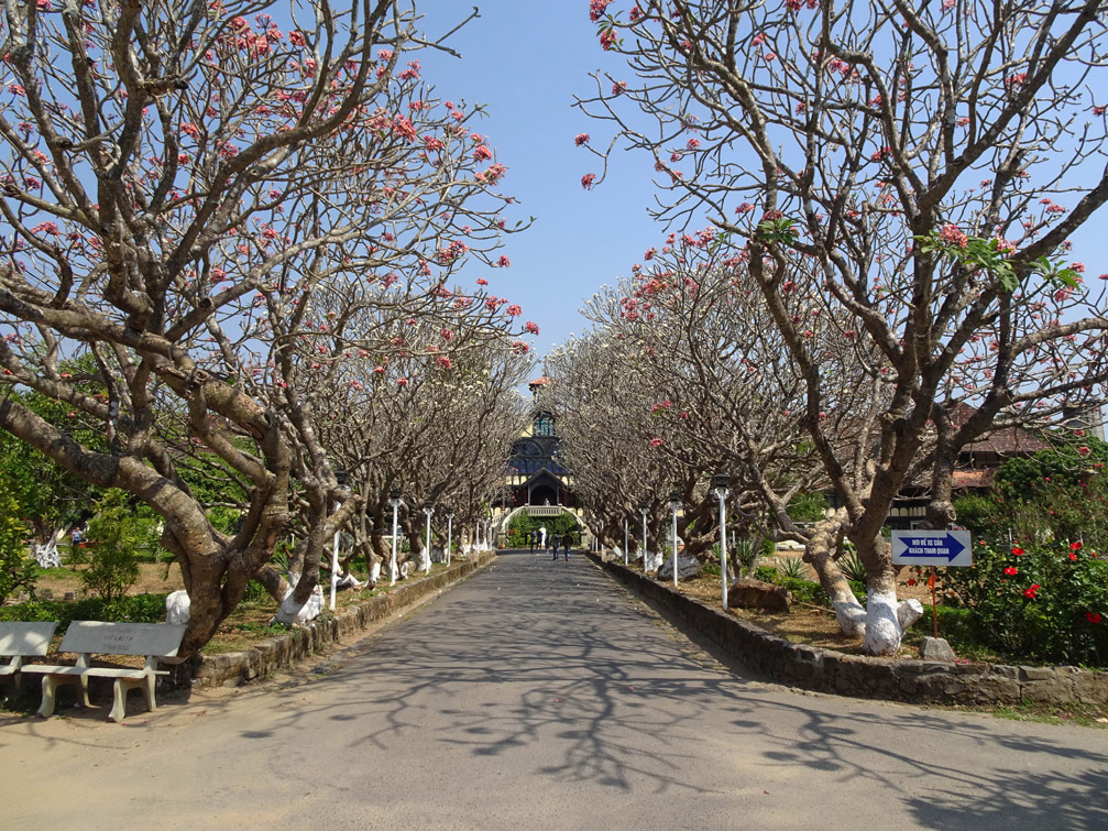 Hình ảnh hàng cây sứ nở hoa tòa giám mục kon tum, cung đường đẹp lá rụng vàng úa mùa khô Việt Nam