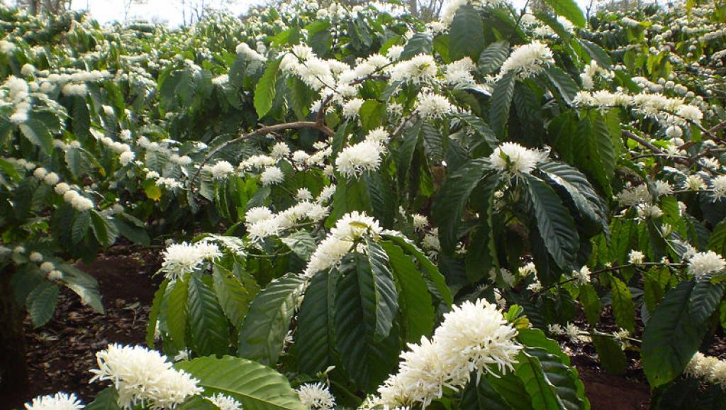 Hoa cây cà phê giống robusta ở Đăk Lăk, Việt Nam.