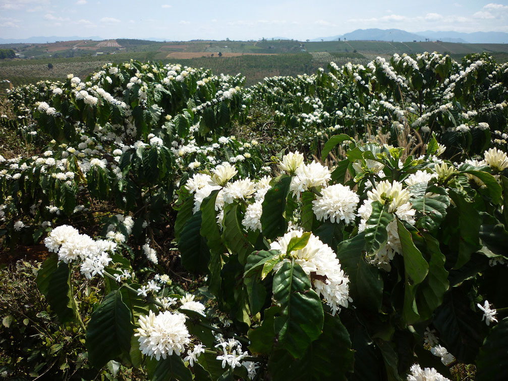 Hãy chiêm ngưỡng những bông hoa cà phê tuyệt đẹp và thơm ngát trong hình ảnh này. Chúng ta sẽ cảm nhận được hương thơm ngào ngạt cùng với một màu sắc tươi tắn của hoa cà phê.