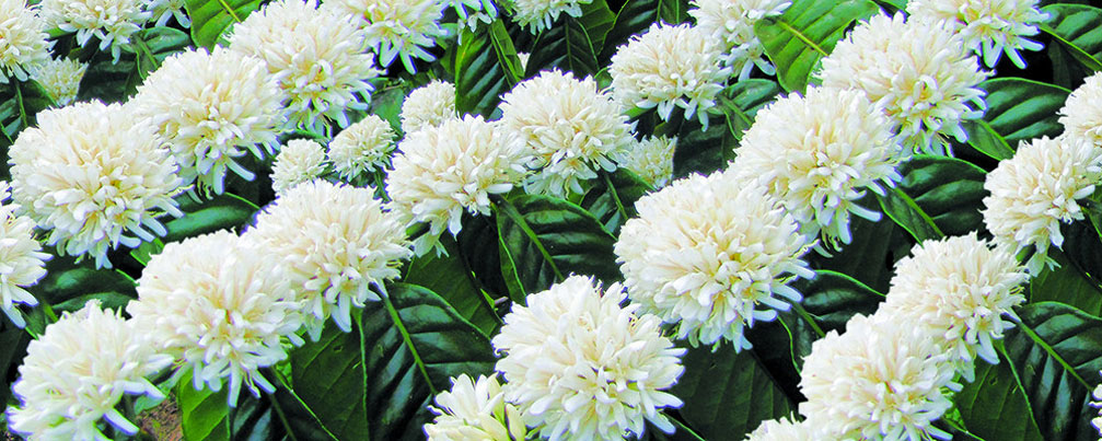 Mời bạn đến với thế giới của hoa cà phê - một loại hoa tinh tế và đặc biệt chỉ có ở những vùng đất cà phê nổi tiếng nhất. Hãy ngắm nhìn những bông hoa cà phê được trồng và chăm sóc kỹ lưỡng, với màu sắc đẹp tuyệt vời và hương thơm đặc trưng. Hãy tận hưởng cảm giác thư thái và buồn vui của tôi khi đắm chìm trong vẻ đẹp của loài hoa này.